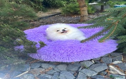 Pomeranian dogs for sale: SUPER TINY ICE WHITE POMERANIAN BOY - Image 9