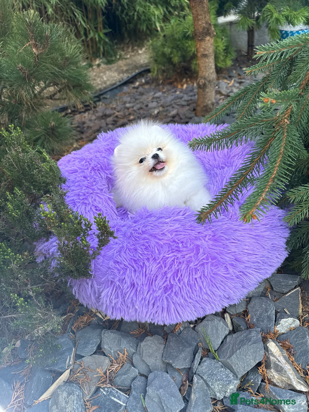 Pomeranian dogs for sale: SUPER TINY ICE WHITE POMERANIAN BOY - Image 9