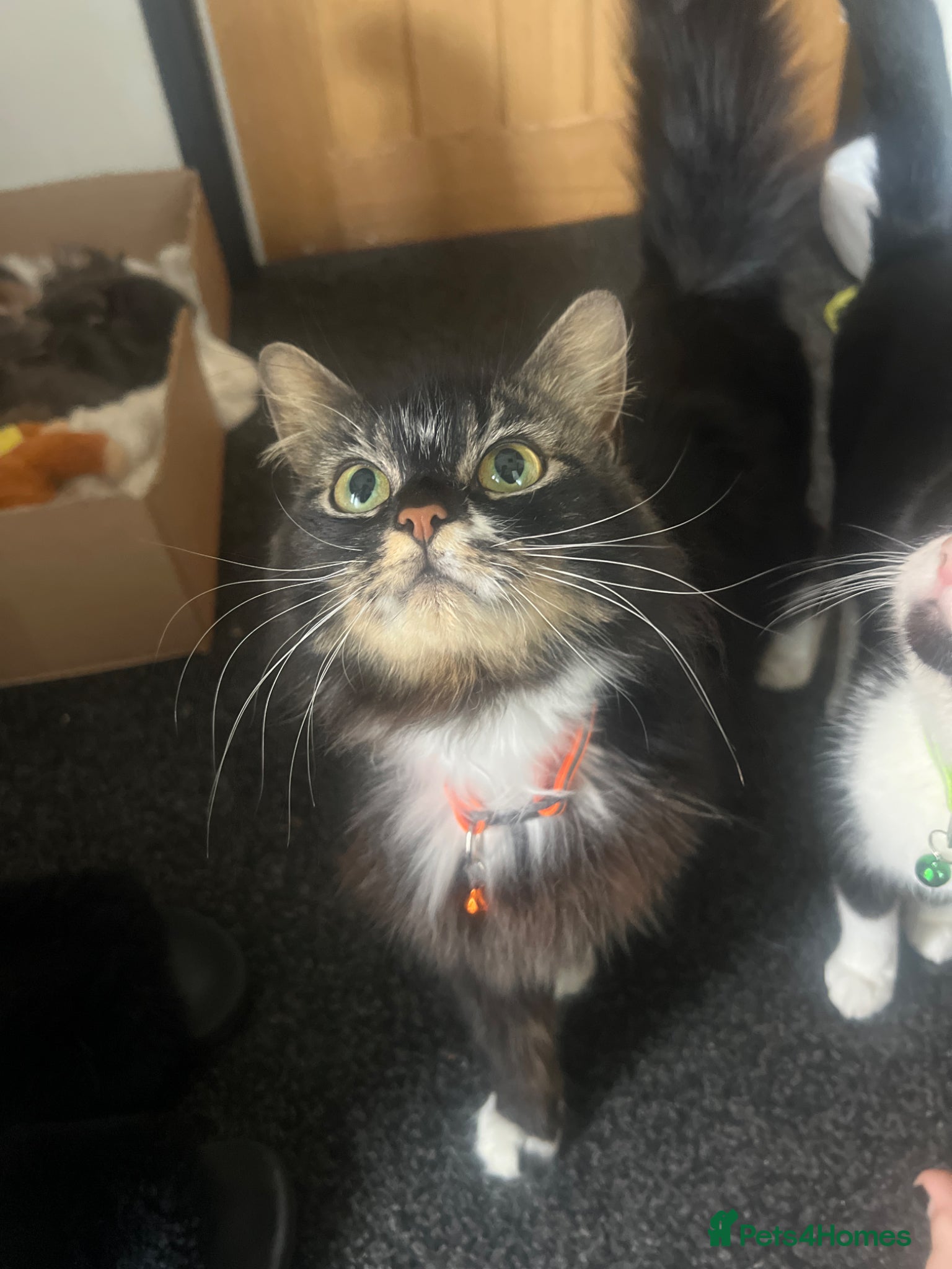 Mixed Breed cats 4 beautiful kittens available  - Advert 2