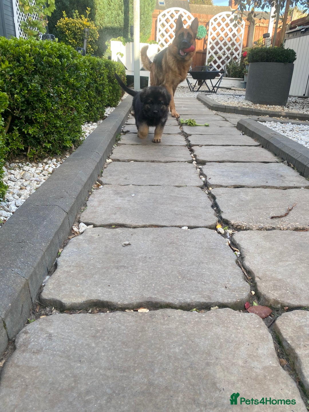 German Shepherd dogs for sale: KC Reg. Amazing Beautiful Girls Awaiting A Home ❤️ - Image 30