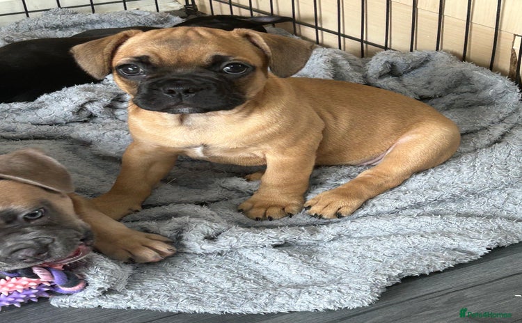 Mixed Breed dogs - Advert 14