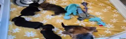 Mixed Breed dogs for sale: Jack Tzu Puppies - Advert 3