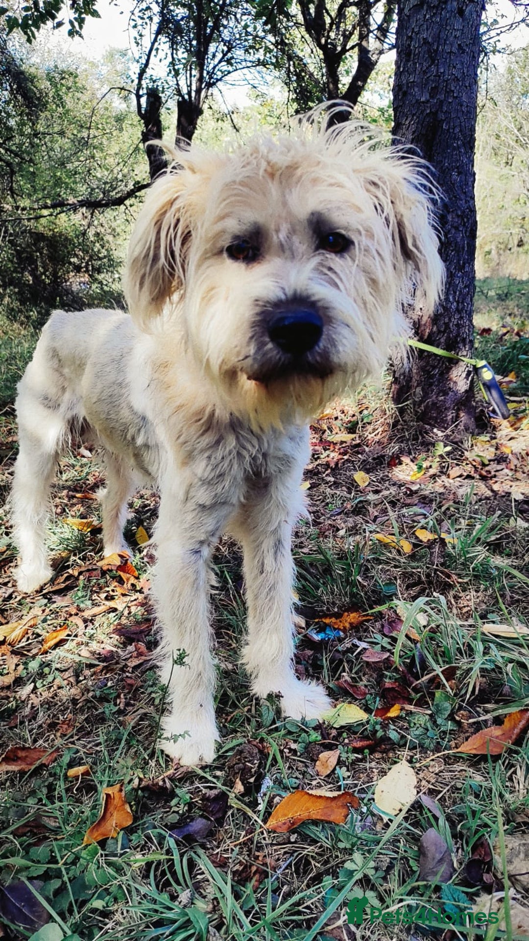 Mixed Breed dogs for adoption: Randolph, 2 - 3 yrs. Available for adoption. - Image 21
