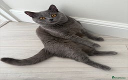 British Shorthair cats for sale: British Shorthair - Image 3