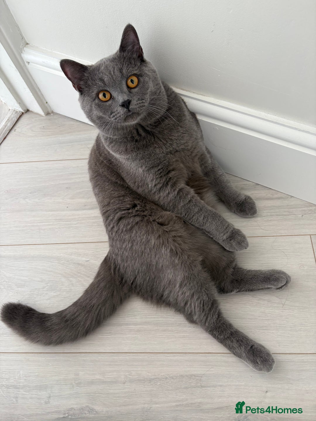 British Shorthair cats for sale: British Shorthair - Image 3