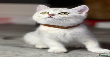 British Shorthair cats - Advert 1