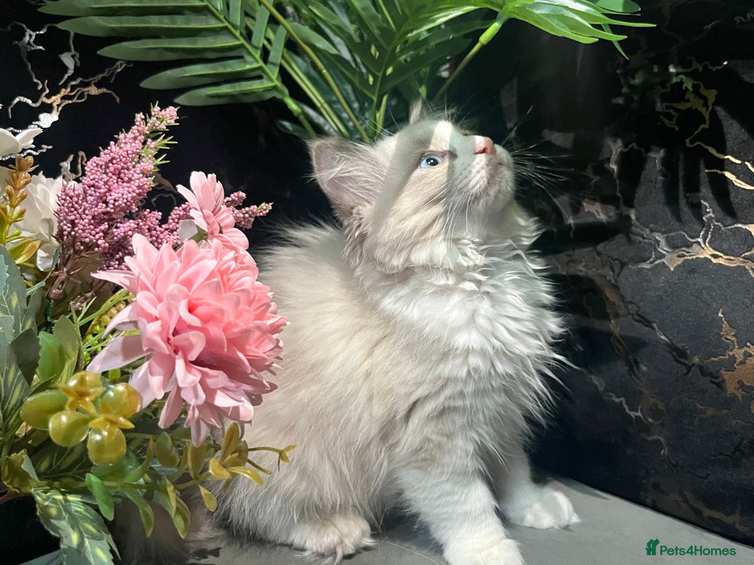 Ragdoll cats for sale: Pure Ragdoll kitten - Image 4