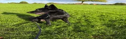 Belgian Shepherd Dog dogs for sale: Belgian mallinois  in Sheffield - Advert 3