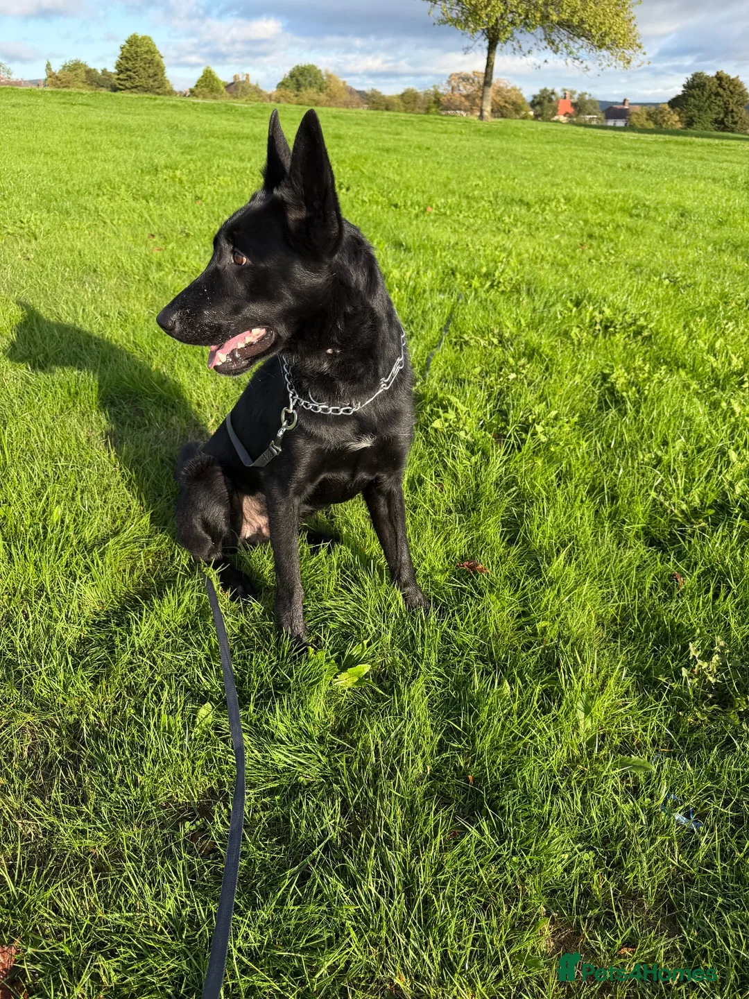 Belgian Shepherd Dog dogs for sale: Belgian mallinois  in Sheffield - Advert 3