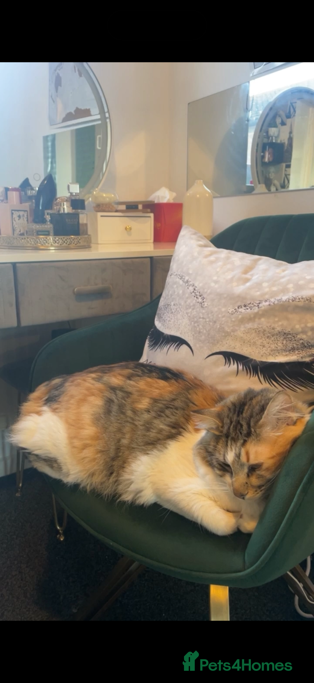 Mixed Breed cats for sale: Boy cat up for adoption - Advert 10