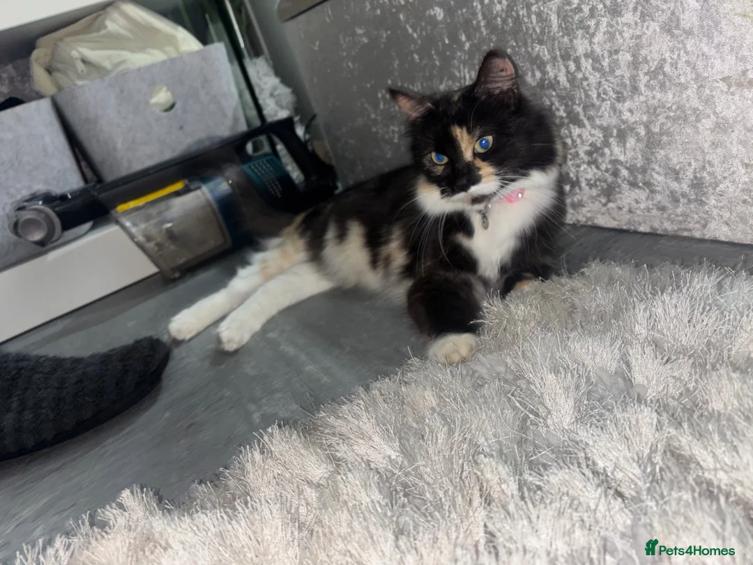 Mixed Breed cats for sale: Beautiful Maincoon cross kittens 🩷 - Advert 1
