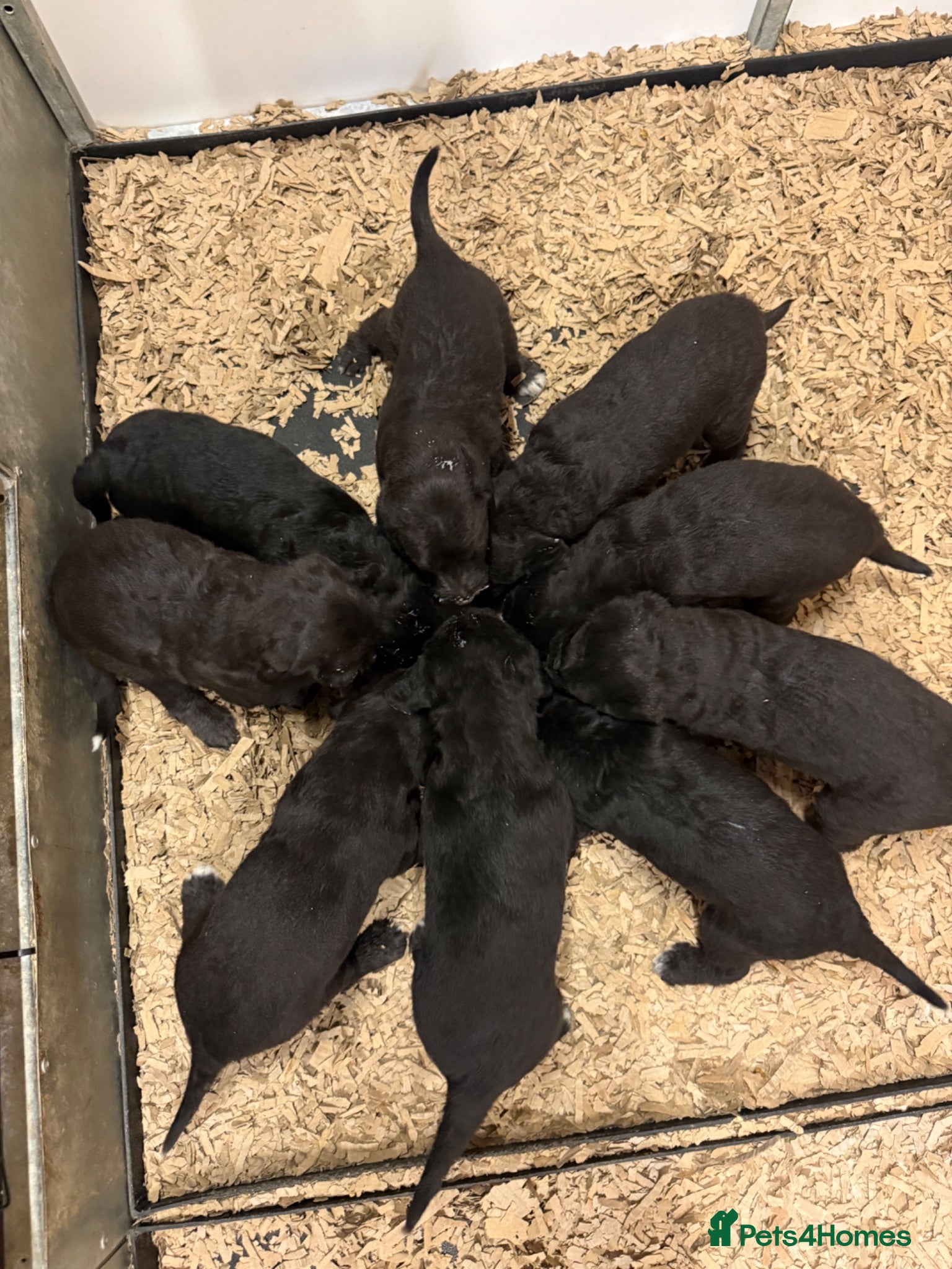 Mixed Breed dogs Bedlington x Whippet Lurcher puppy’s  - Advert 1