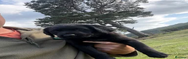 Labrador Retriever 4