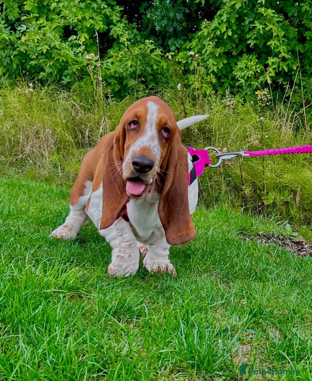 Basset Hound dogs for sale: Two Bassett hound  - Advert 11