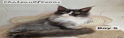 Maine Coon cats for sale: Stunning Black Smoke Registred Maine Coon Kittens - Advert 14