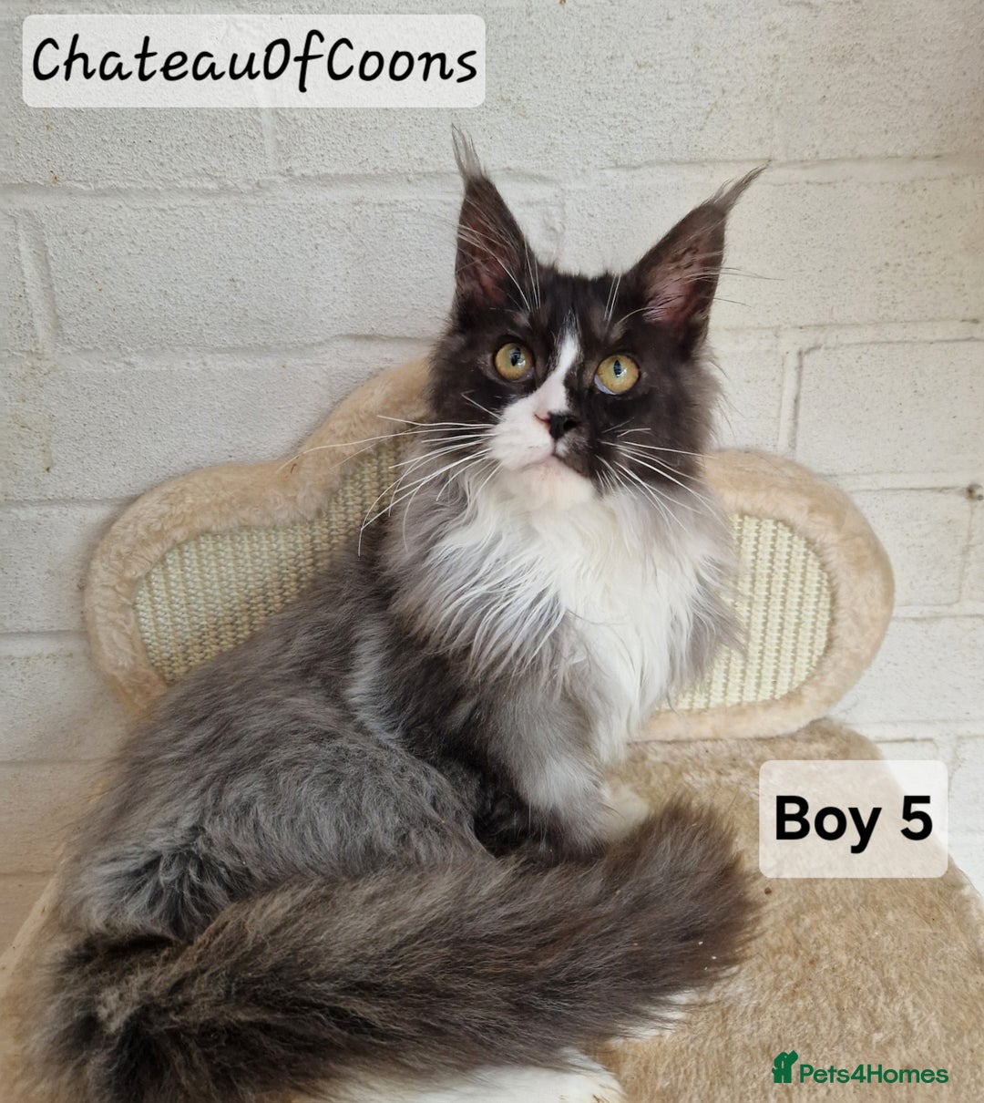 Maine Coon cats for sale: Stunning Black Smoke Registred Maine Coon Kittens - Advert 14