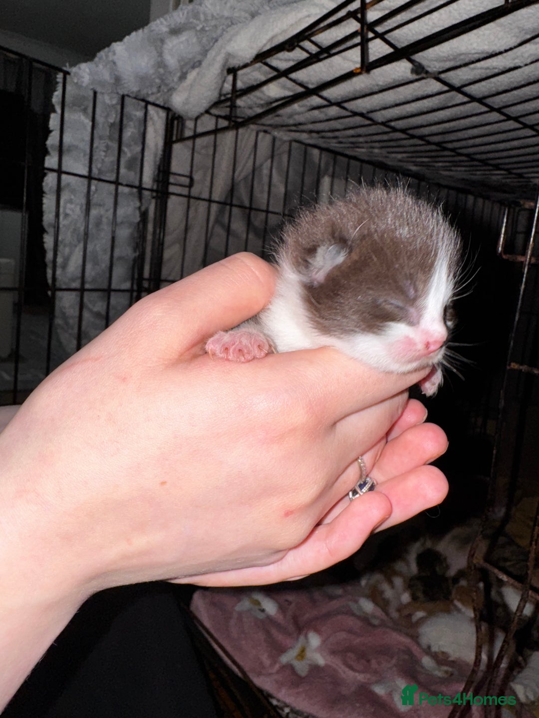 Mixed Breed cats for sale: 7 Mixed Kittens - Ginger, Tabby, Calico, White - Image 12