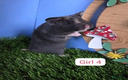 Hamster rodents for sale: Syrian Hamster Baby Babies Girls Boys Pedigree  - Advert 5