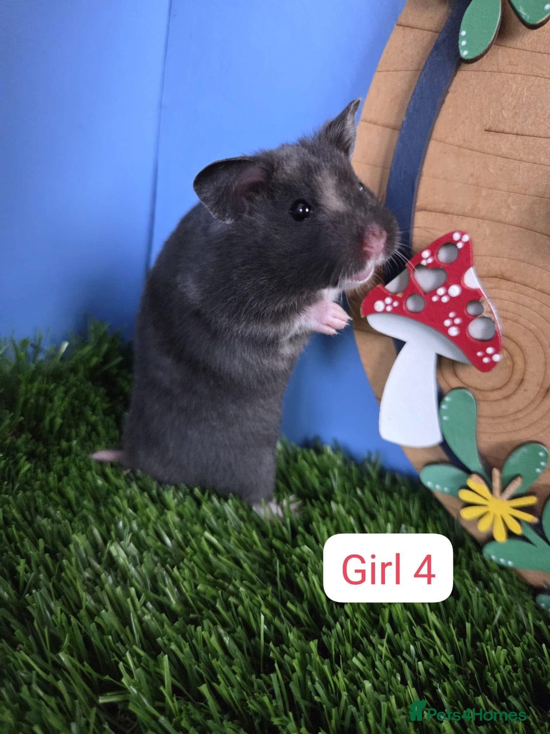 Hamster rodents for sale: Syrian Hamster Baby Babies Girls Boys Pedigree  - Advert 5