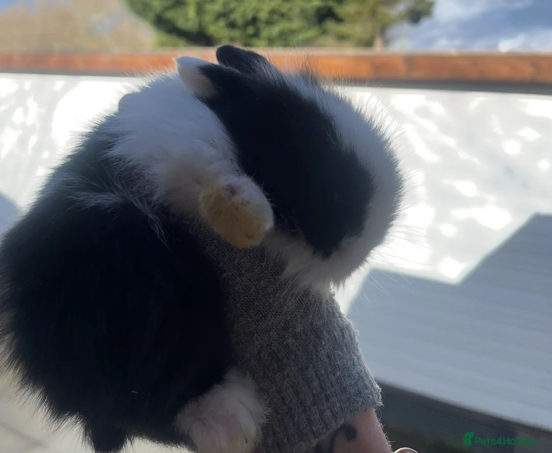 Lionhead rabbits for sale: Beautiful Lionhead babies  - Advert 4