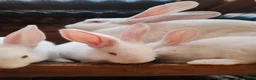Continental Giant rabbits for sale: Continental giant babies  - Advert 6