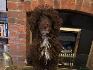 Toy Poodle dogs in Watford - Advert 35