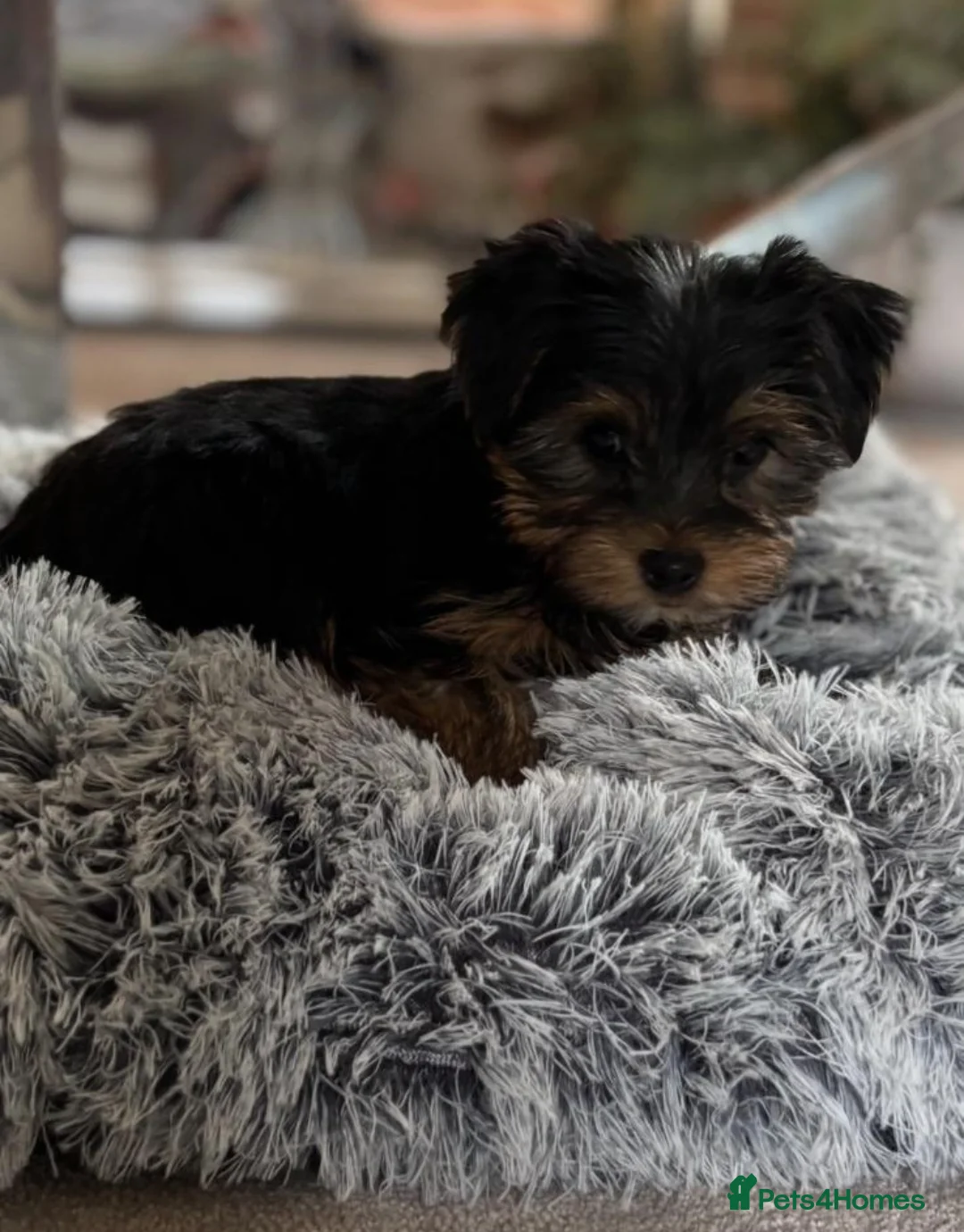 Yorkshire Terrier dogs for sale: Yorkshire Terrier Puppies  - Small size - Advert 4