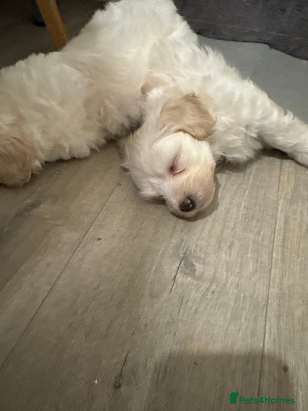 Maltese dogs for sale: Bichone Maltese  - Advert 9