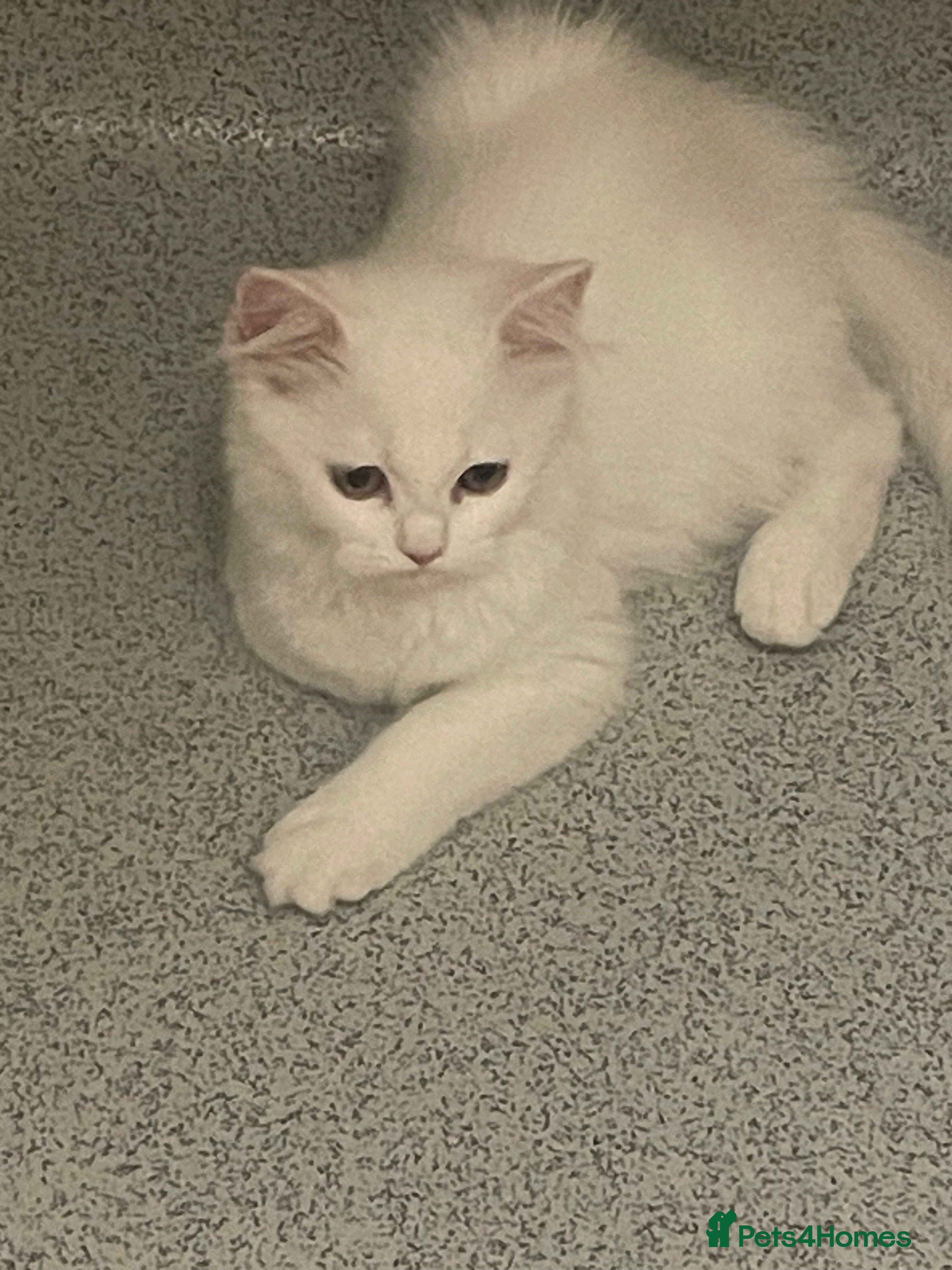 Mixed Breed cats  Persian kittens for sale  - Advert 2