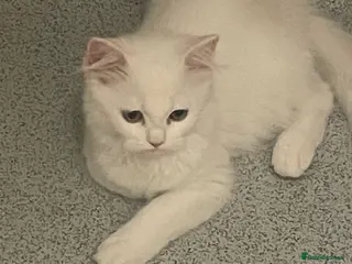 Mixed Breed cats Persian kittens for sale - Advert 2