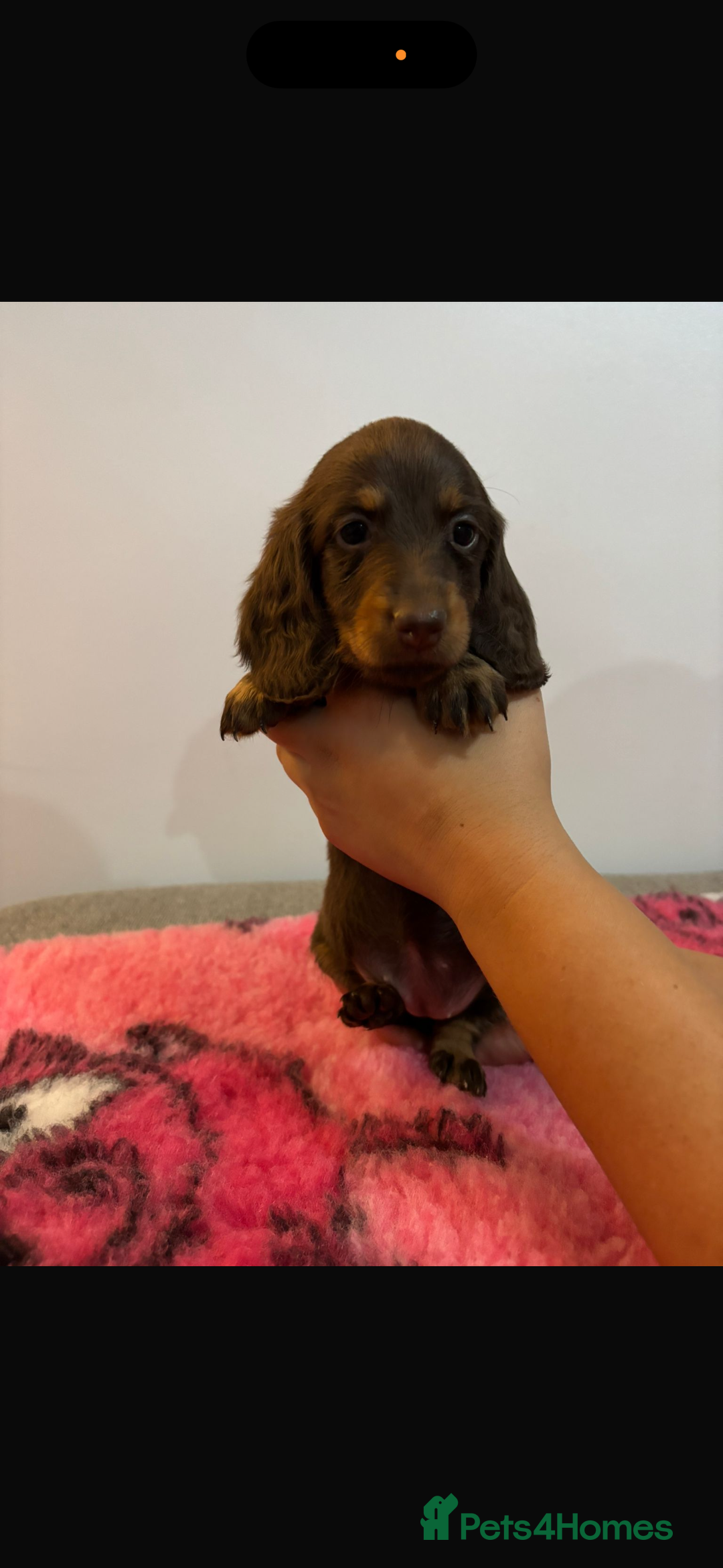 Miniature Dachshund dogs for sale: Kc registered miniature dachshunds - Advert 27