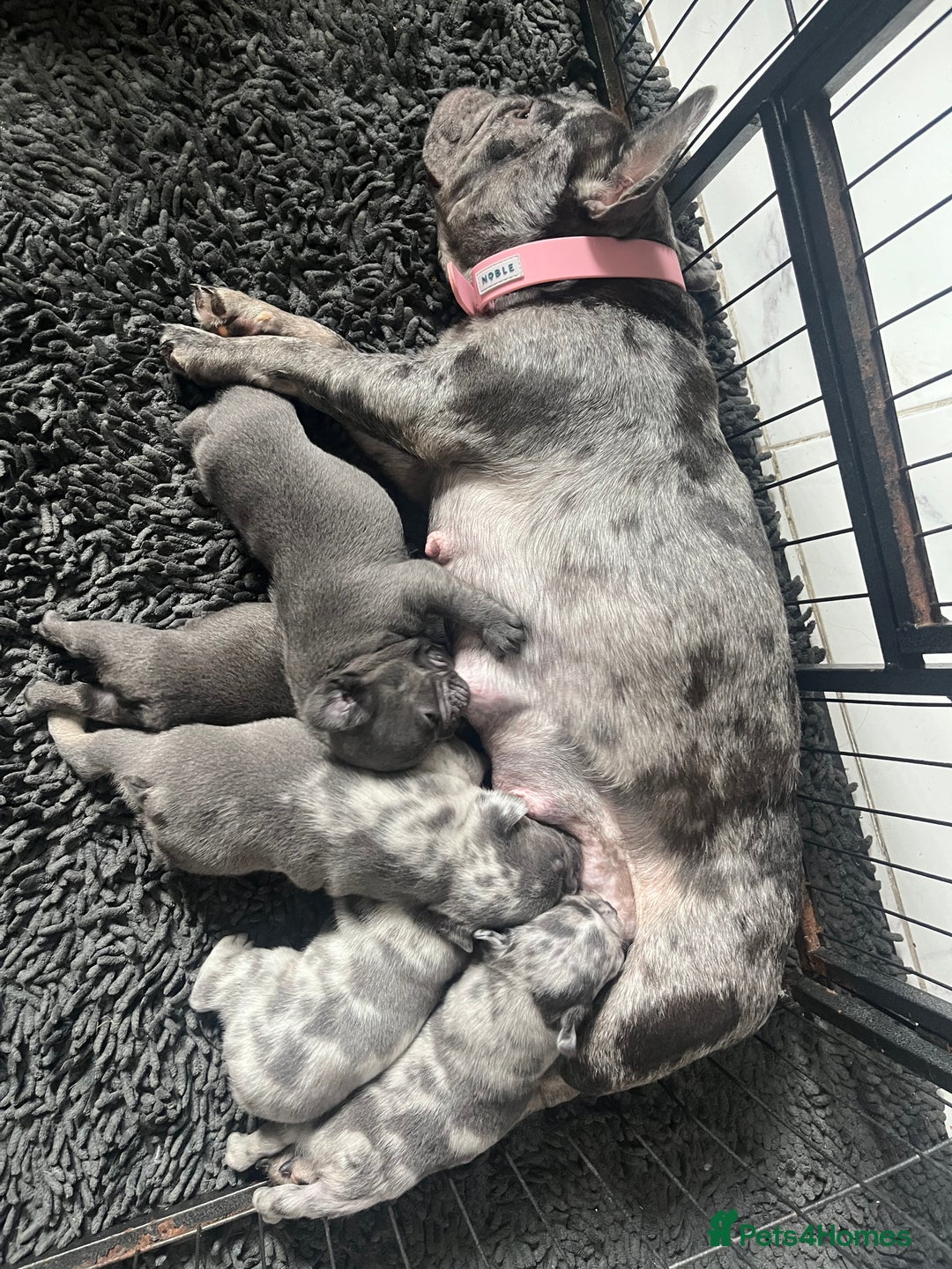 French Bulldog dogs for sale: Lilac Merle 🤍 - Image 1