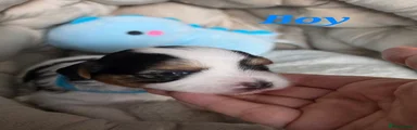 Biewer Terrier Boy