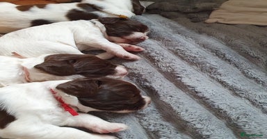 English Springer Spaniel dogs - Advert 2