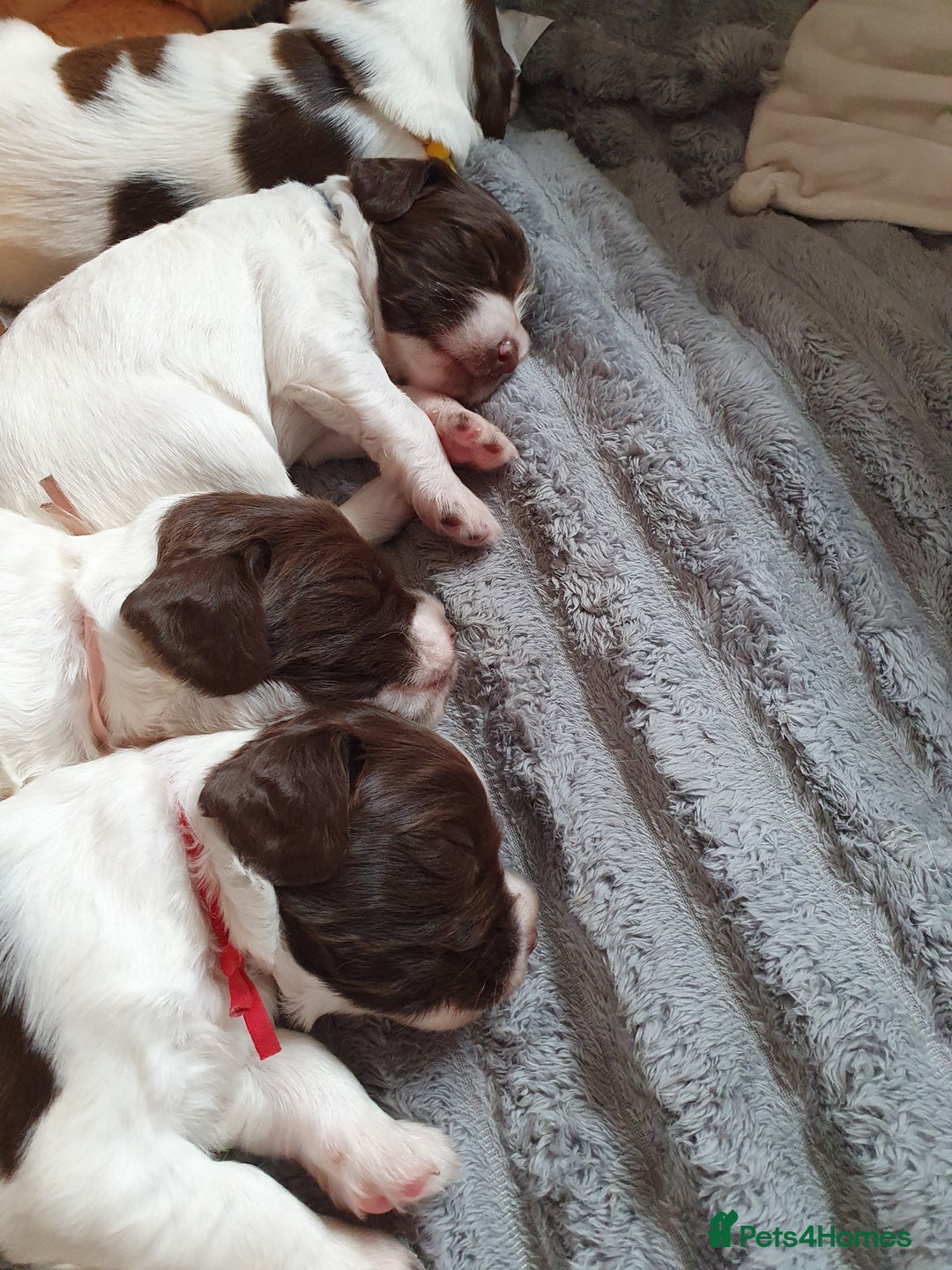 English Springer Spaniel dogs for sale:   English Springer Spaniel puppies  - Image 4
