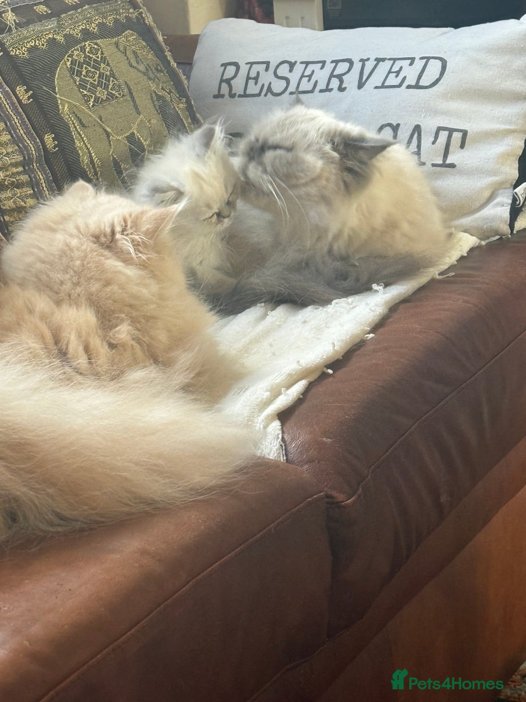 Persian cats for sale: Persian kitten with blue eyes - Image 6