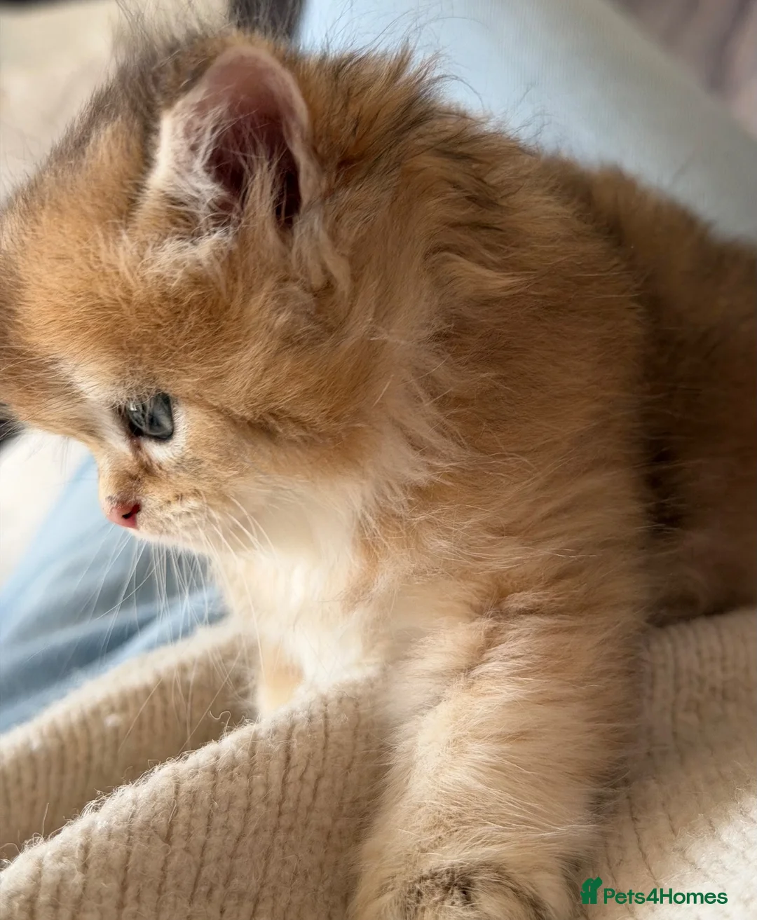 Scottish Fold cats for sale: Scottish straight kittens  - Advert 18