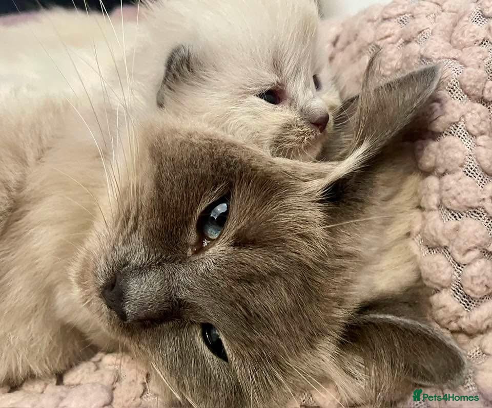 Ragdoll cats 🌸Ragdoll girls available  - Advert 3