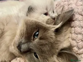 Ragdoll cats 🌸Ragdoll girls available - Advert 3