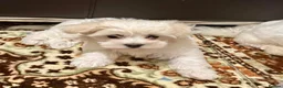 Maltese dogs for sale: My little girl - Advert 3