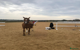 Arabian horse horses for sale: ARABIAN pb  - Image 5