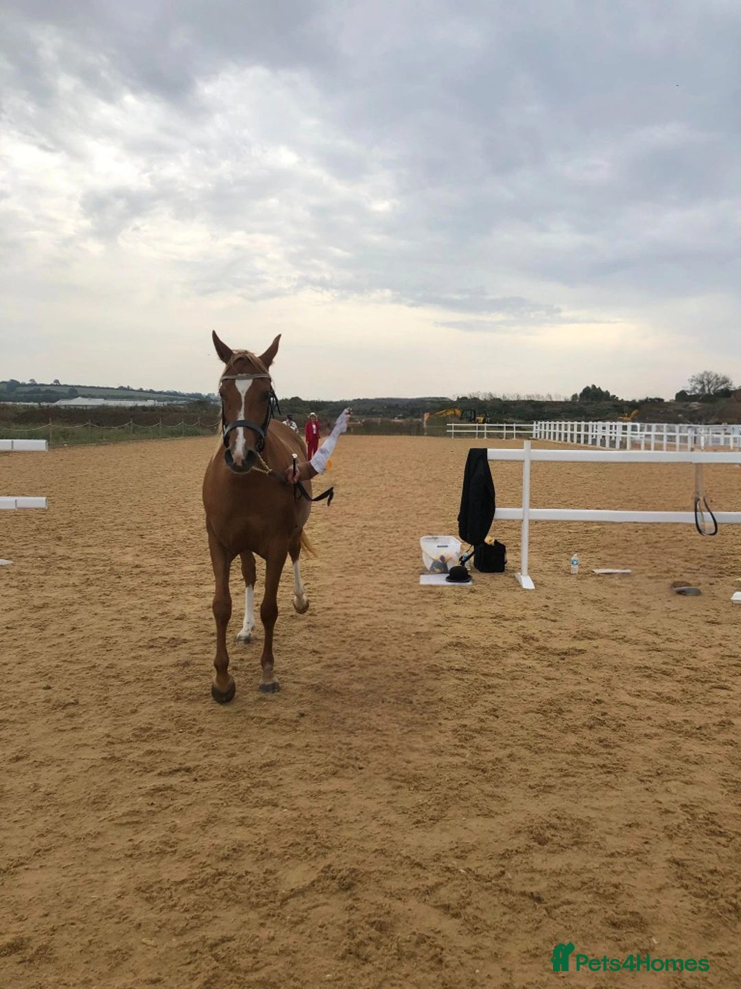 Arabian horse horses for sale: ARABIAN pb  - Image 5