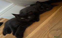 British Shorthair cats for sale: 🐾 Beauitful British Short Hair X 🐾  - Image 5
