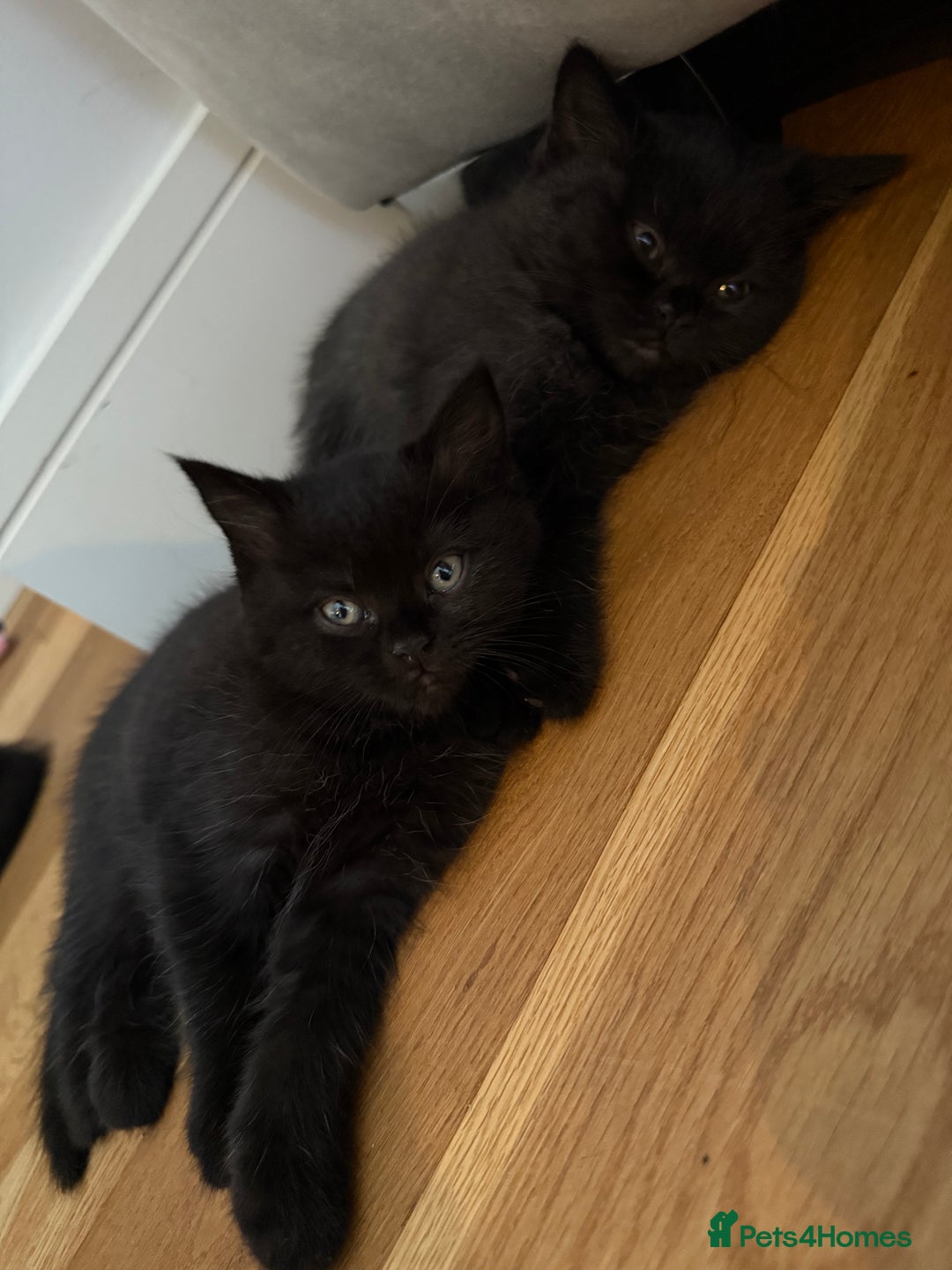 British Shorthair cats for sale: 🐾 Beauitful British Short Hair X 🐾  - Image 5