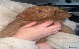 Cockapoo dogs for sale: 6 cockapoo F1 puppies seeking their forever homes - Advert 12