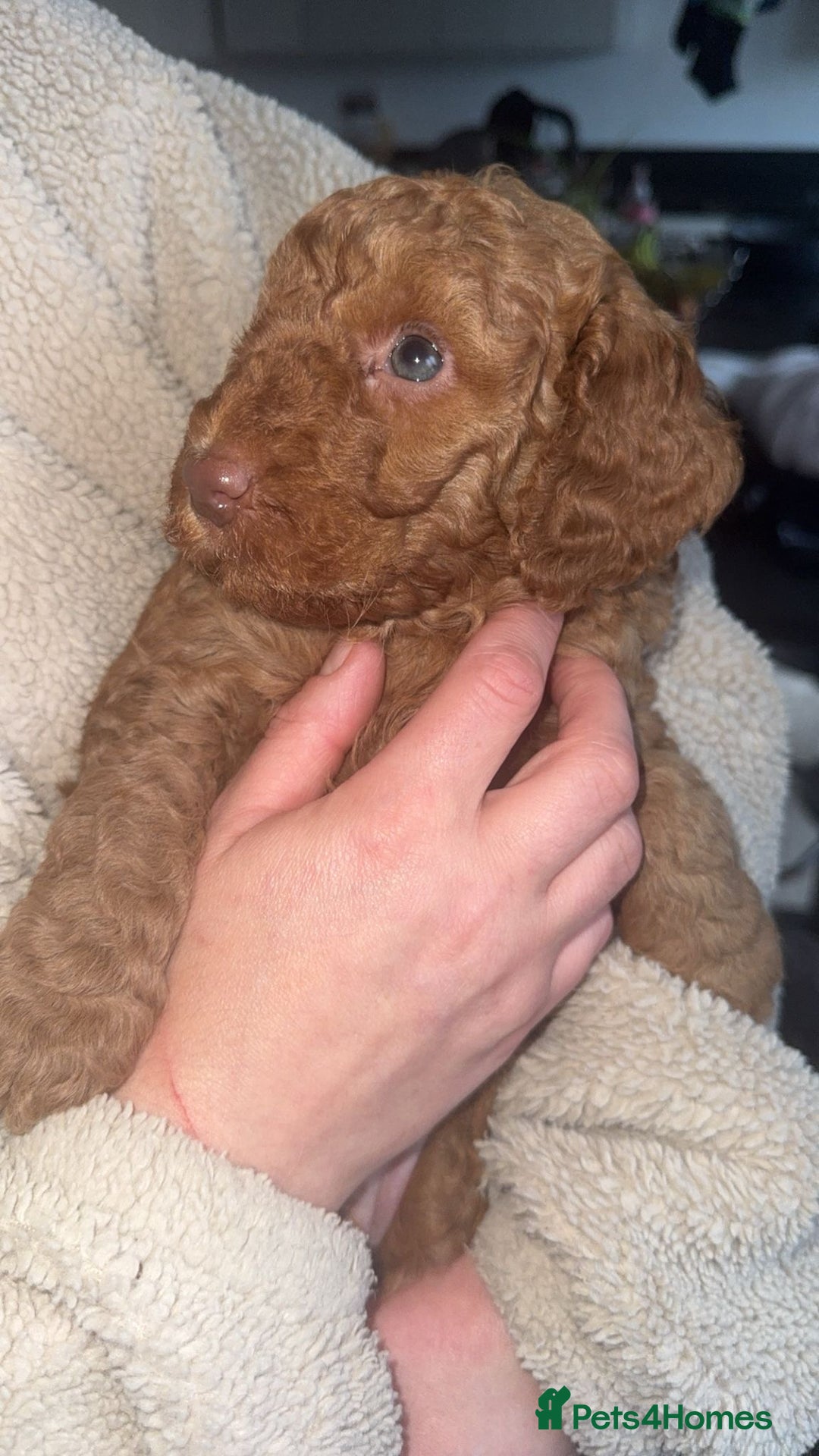Cockapoo dogs for sale: 6 cockapoo F1 puppies seeking their forever homes - Advert 12