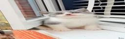 British Shorthair cats for sale: Beautiful Blue & White British Shorthair Kittens in Stowmarket - Advert 2