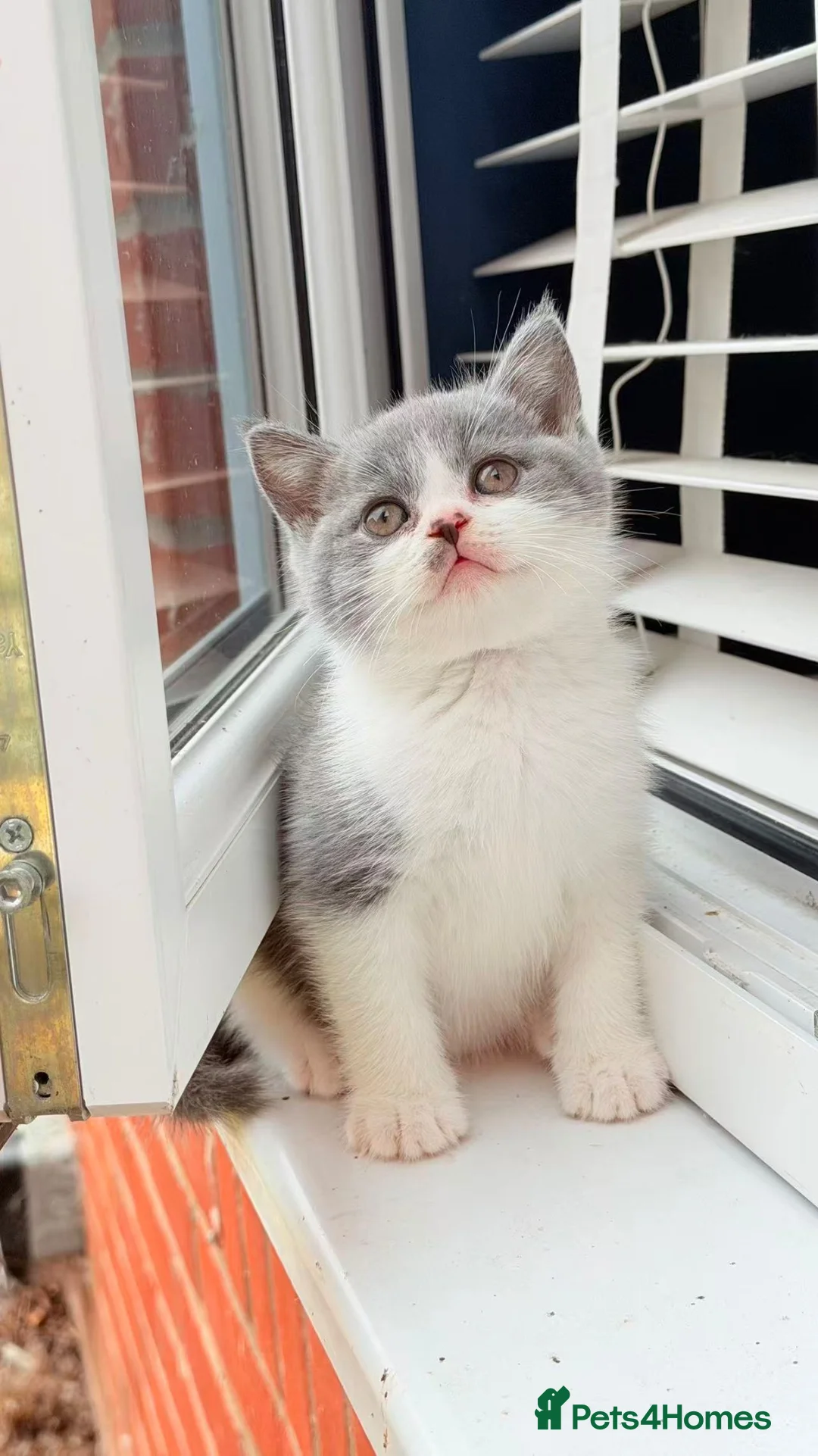 British Shorthair cats for sale: Beautiful Blue & White British Shorthair Kittens in Stowmarket - Advert 2