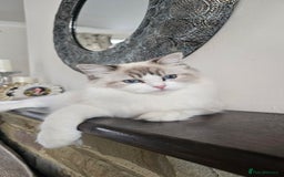 Ragdoll cats for sale: Ragdoll  - Image 3