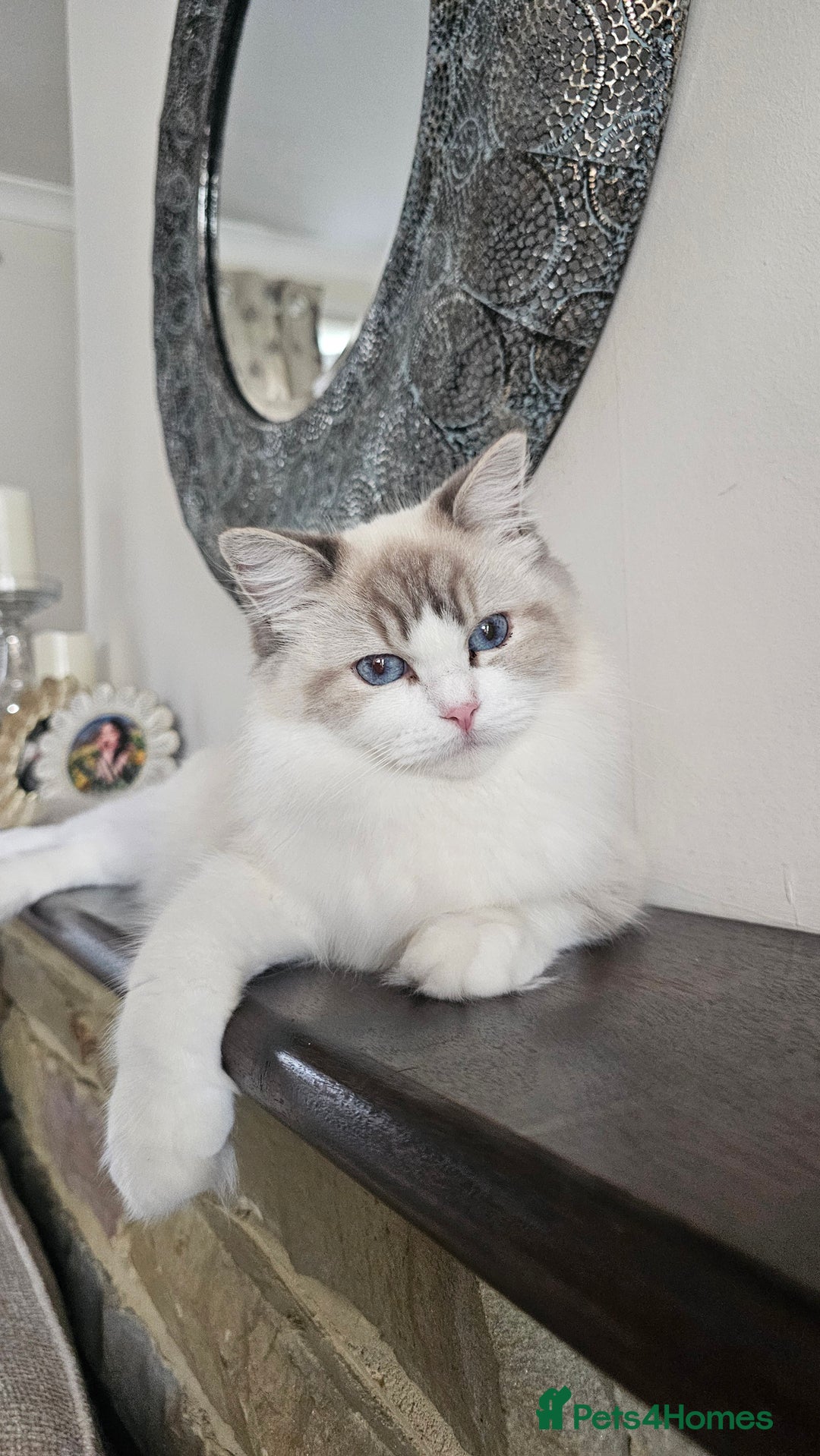 Ragdoll cats for sale: Ragdoll  - Image 3